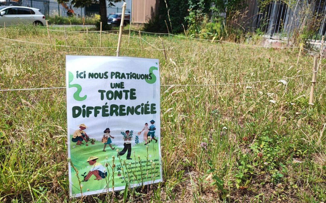 Préserver la biodiversité : le lycée adopte la tonte différenciée